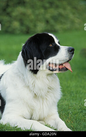 Landseer cane posa sull'erba Foto Stock
