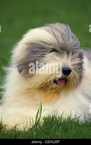 Bobtail cane o Old English Sheepdog sul prato Foto Stock