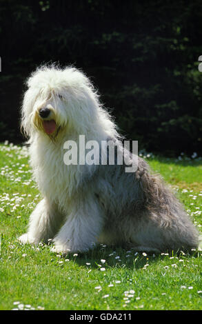 Bobtail cane o Old English Sheepdog, seduto sull'erba Foto Stock