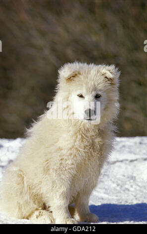 Samoiedo cane cucciolo, seduto sulla neve Foto Stock