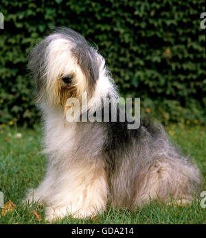 Bobtail cane o Old English Sheepdog, seduto sull'erba Foto Stock