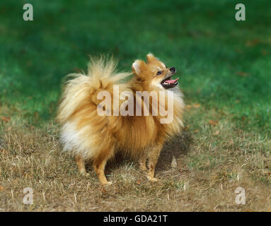 Miniatura Spitz tedesco cane adulto in piedi sull'erba Foto Stock