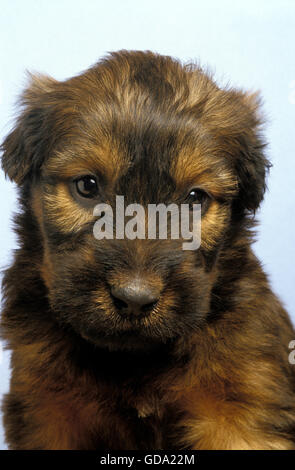 Briard cane, Ritratto di Pup Foto Stock
