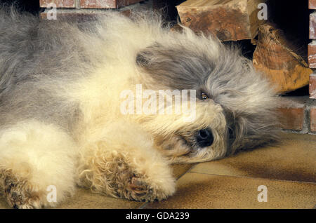 Bobtail cane o Old English Sheepdog davanti al caminetto Foto Stock