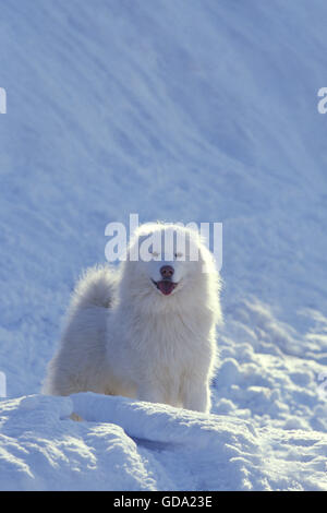 Samoyede cane sulla neve Foto Stock
