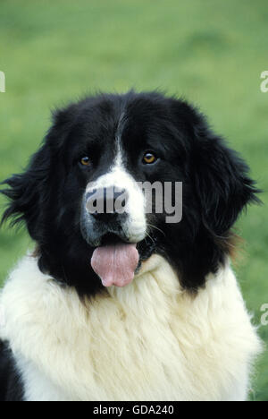 Landseer cane, Ritratto di adulto Foto Stock