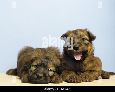 Briard cane, cuccioli Foto Stock