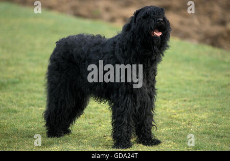 Nero Terrier russo sul prato Foto Stock