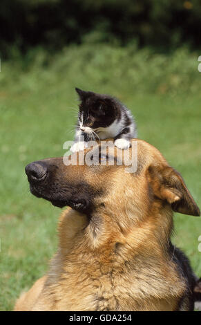 Pastore Tedesco, cane adulto con un gattino sulla sua testa Foto Stock