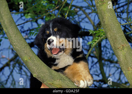 Bovaro del Bernese, PUP nella struttura ad albero Foto Stock