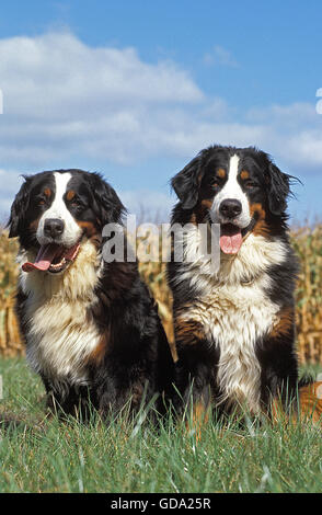 Bovaro del Bernese, coppia di adulti seduti sull'erba Foto Stock