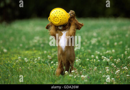 Cavalier King Charles Spaniel cane cucciolo, giocando con scolapasta, ruby Foto Stock