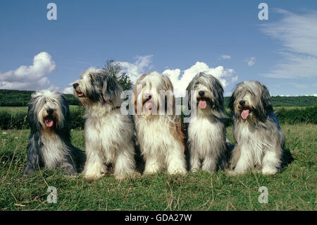 Barbuto Collie cane, seduto sull'erba Foto Stock