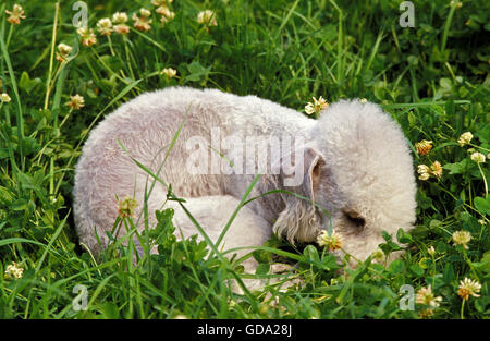 Bedlington Terrier cane cucciolo, dormire in erba Foto Stock