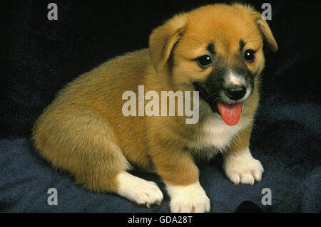 Pembroke Welsh Corgi, cane cucciolo seduto su sfondo nero Foto Stock