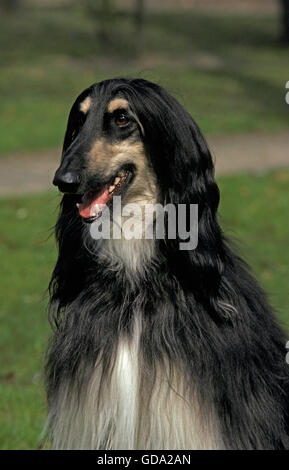 Afghan Hound, Ritratto di adulto Foto Stock