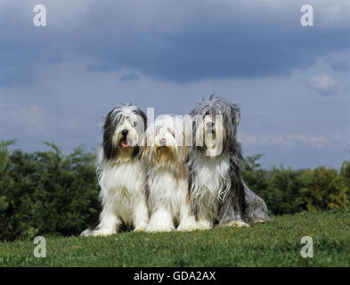 Collie barbuto, Dog sitter su prato Foto Stock