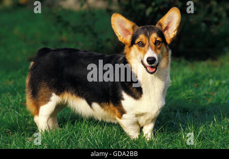 PEMBROKE WELSH CORGI Foto Stock