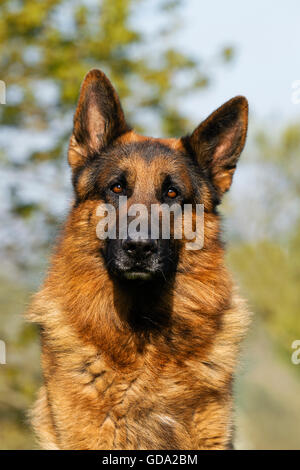 Pastore Tedesco cane, Ritratto di adulto Foto Stock