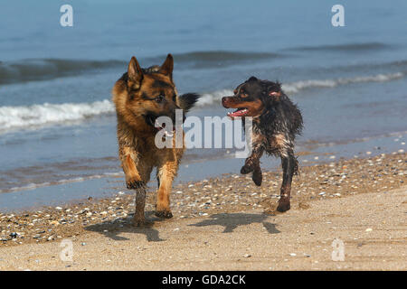 Pastore Tedesco, maschio a giocare con Epagneul Breton, spiaggia in Normandia Foto Stock