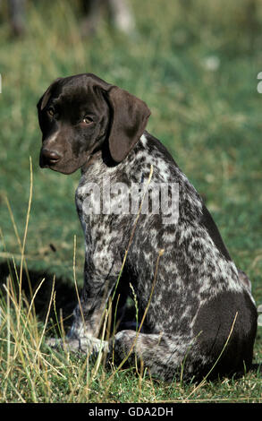 Tedesco puntatore Short-Haired cane, Pup seduto sull'erba Foto Stock