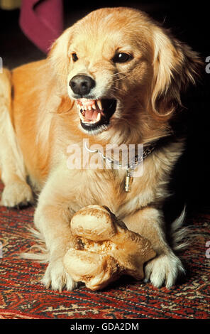 Cane con osso, ululano, nella postura aggressiva Foto Stock