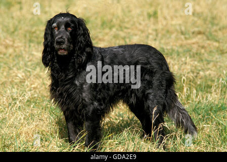 Blue Picardy Spaniel cane sull'erba Foto Stock