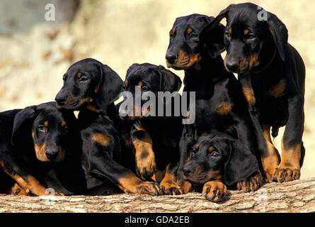 Dobermann cane o Dobermann Pinscher, cuccioli sulla pila di legno Foto Stock
