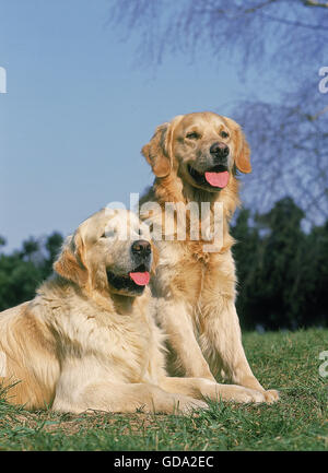 Il Golden Retriever cane e posa seduta sull'erba Foto Stock