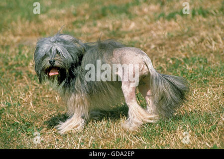 Lowchen o Piccolo Cane Leone Foto Stock