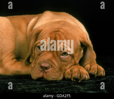 Bordeaux Mastiff cane, Pup in appoggio contro lo sfondo nero Foto Stock