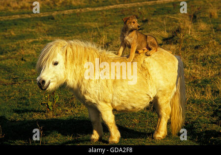 Piccardia pastore Pup seduto su pony Shetland Foto Stock