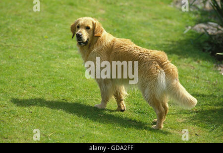 Il Golden Retriever, adulti sull'erba Foto Stock