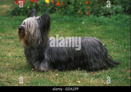 SKYE TERRIER Foto Stock