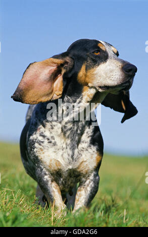 La Guascogna Basset blu o Basset Bleu de Gascogne, cane sull'erba Foto Stock