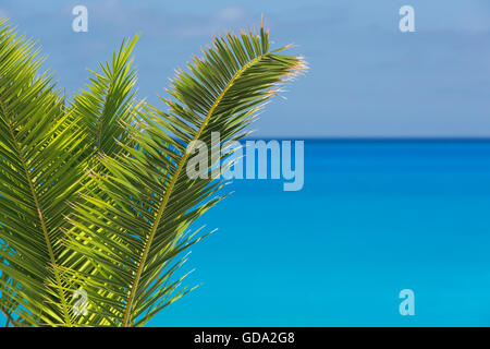 Palm tree di foglie e di profondo cielo blu oltre oceano turchese.morbida sfocatura e stile per lo sfondo con uno spazio vuoto, chiudere fino Foto Stock
