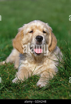 Il Golden Retriever, Pup posa sull'erba Foto Stock