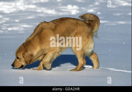 Il Golden Retriever, cane a camminare sulla neve Foto Stock