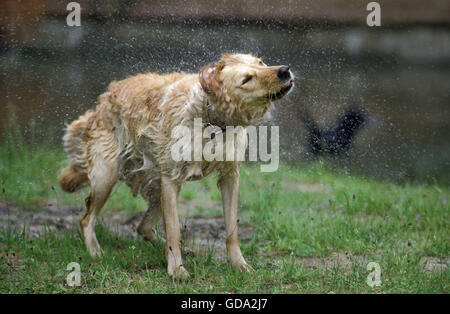 Il Golden Retriever, cane stesso di scuotimento Foto Stock