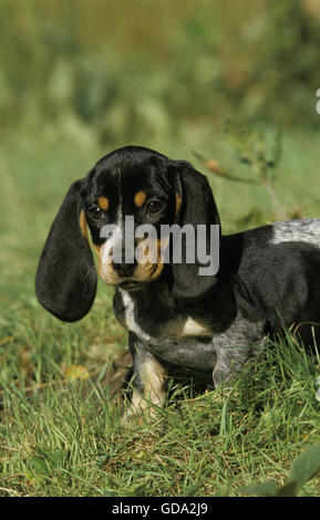 La Guascogna Basset blu o Basset Bleu de Gascogne, Chiot sull'erba Foto Stock