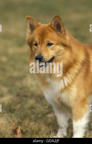 Islanda cane o Sheepdog islandese sull'erba Foto Stock