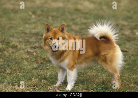 Islanda cane o Sheepdog islandese sull'erba Foto Stock