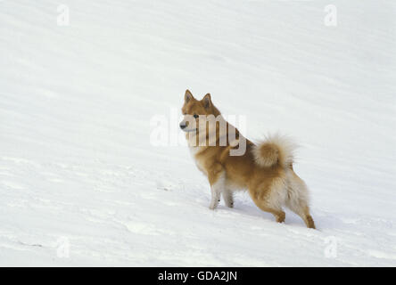 Islanda cane o Sheepdog islandese, adulti sulla neve Foto Stock