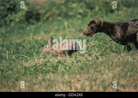 Tedesco puntatore Short-Haired caccia Coniglio selvatico oryctolagus cuniculus Foto Stock