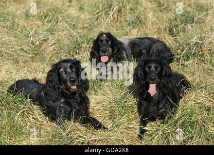 Blue Picardy Spaniel cane posa sull'erba Foto Stock