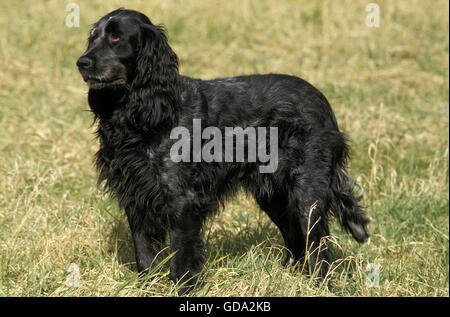 Blue Picardy Spaniel, cane sull'erba Foto Stock