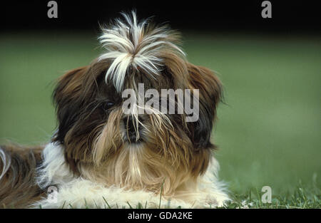 Shi Tzu cane, Pup posa sul prato Foto Stock