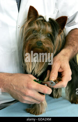 Yorkshire Terrier con Veterinaria, artigli di taglio Foto Stock