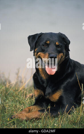 Rottweiler cane adulto, posa sull'erba Foto Stock