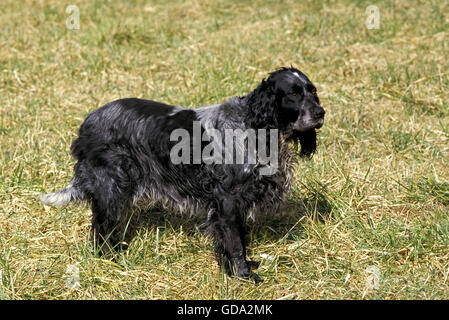 Blue Picardy Spaniel cane sull'erba Foto Stock